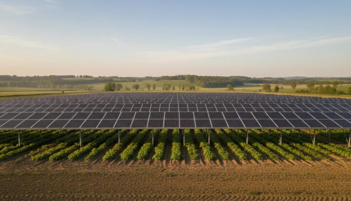 Агровольтаика во Франции: Océalia и TSE запустят проекты на 500 МВт